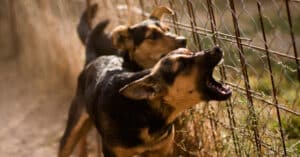 Fatal Dog Attack Statistics Fatal Dog Attack Statistics