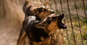 Fatal Dog Attack Statistics