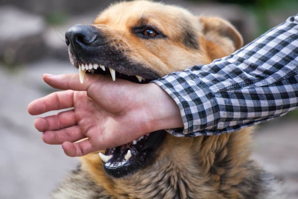 Dog biting a person’s hand causing injury during an aggressive attack.