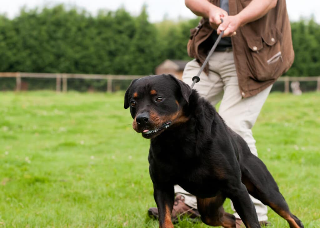 Who's Responsible When a Reactive Dog Causes Injury in New York? Who's Responsible When a Reactive Dog Causes Injury in New York?